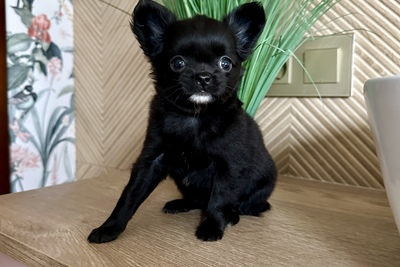 Девочка чихуахуа кобби тип