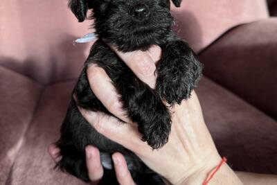 Щенки цвергшнауцера черного окраса