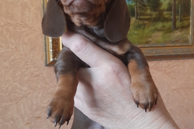 Такса кроличья