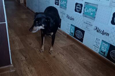 отдам в хорошие руки собаку