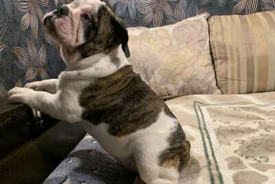 Щенки английского бульдога