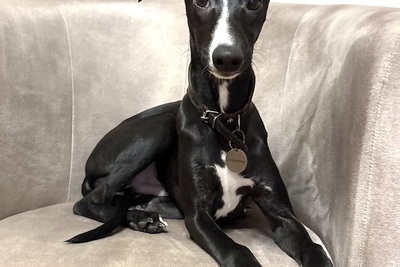 Эффектный щенок уиппета