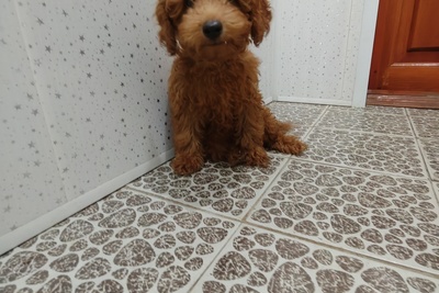 Карликовый пудель(мелкий мальчик)