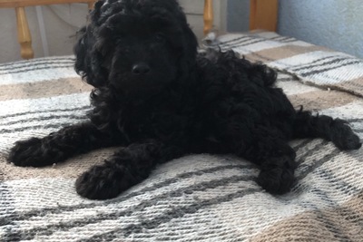 Пудель малый(средний)