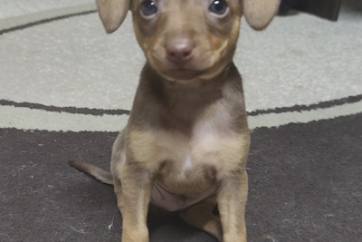 Щенки той терьера