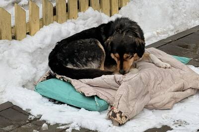Нужна передержка или дом собаке с выбитым глазом! Sos!