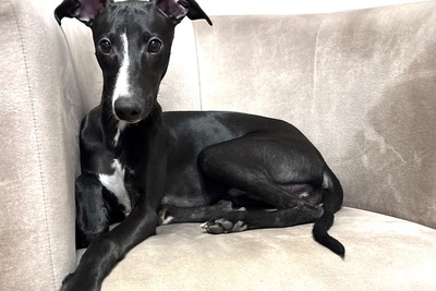 Щенок уиппета