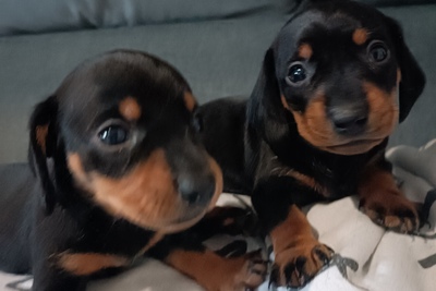 Такса, готовы к переезду