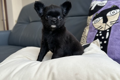 Девочка чихуахуа