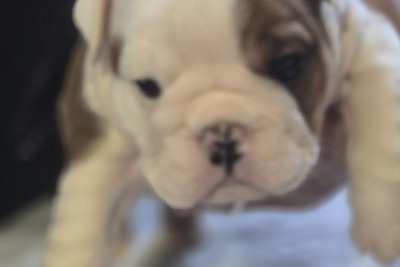Продаются щенки английского бульдога 1 мальчик и 1 девочка