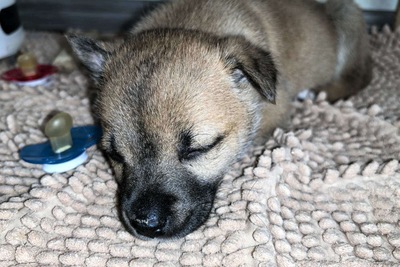 Щенок собака в дар