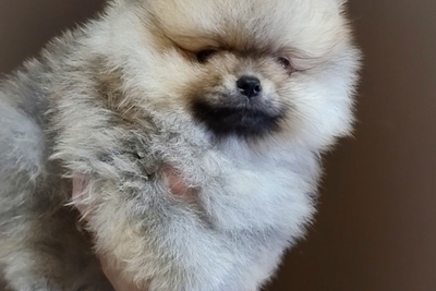 Померанский шпиц, щенки. Мини мишки