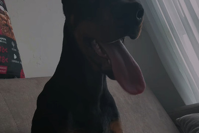 продается Доберман девочка