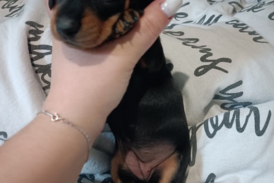 Такса, готовы к переезду