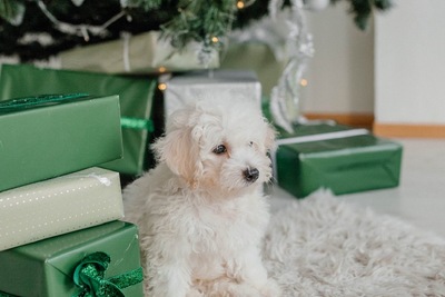 Продажа щенков Бишон-фризе