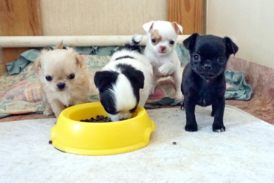 Братишки чихуахуа и  девочки .