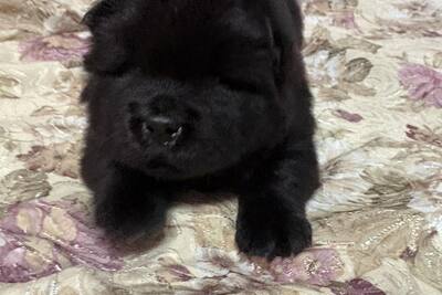 Щенки чау-чау