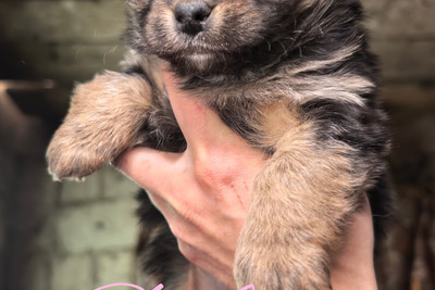 Щенки мини в добрые руки шпиц ши тцу чихуахуа йорк