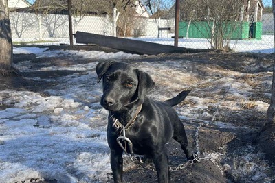 Паттердейл терьер