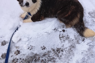 Подрощенная девочка корги кардиган