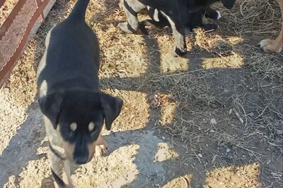 Роскошные щенки овчарки - отдам в добрые руки