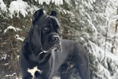 Кане Корсо приглашает на вязку