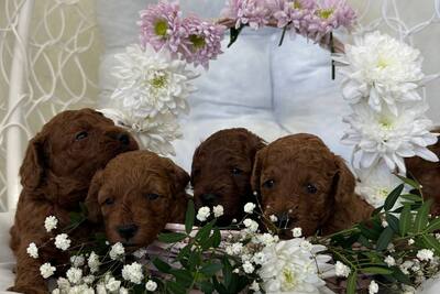 Щенки карликового пуделя