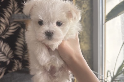 Щенок мальтийской болонки(мальчик)