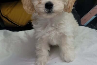 Мини мальтипу 3 месяца