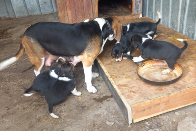 Продажа щенков