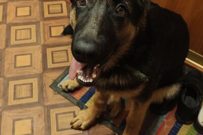 Продаю щенка немецкой овчарки,кобель,25.08.2025.