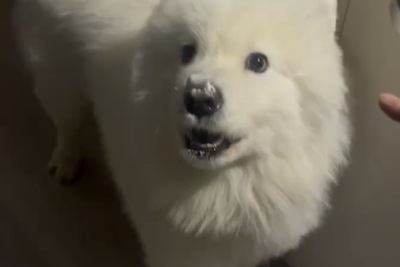 Продам собаку Самоедская лайка