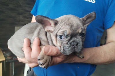 Французский бульдог