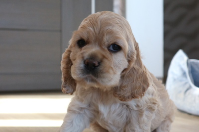 Американский кокер спаниель