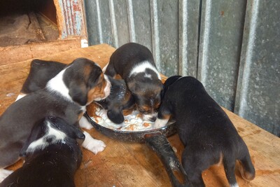 Продажа щенков Эстонская гончая