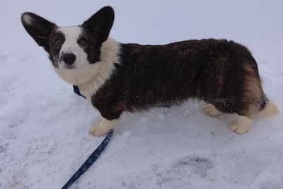 Девочка корги кардиган