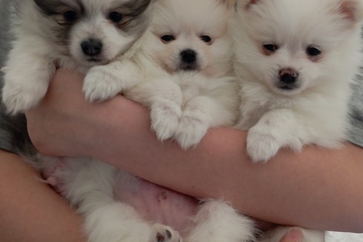 Померанский шпиц 1девочка 1мальчик