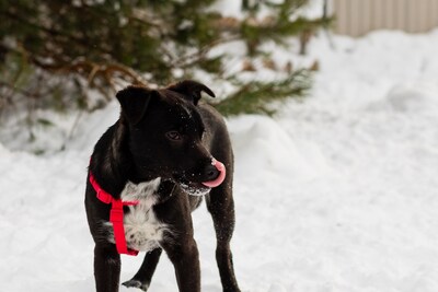 КАРТОШЕЧКА ИЩЕТ ДОМ