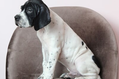 Щенки Английского пойнтера