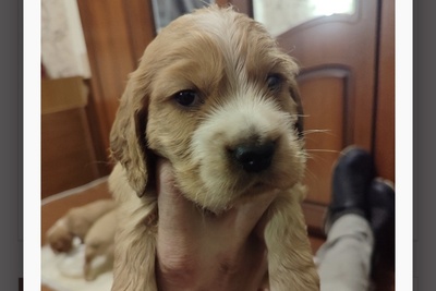 Щенки русского охотничьего спаниеля