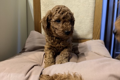 Пудель мальчик