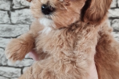 Мальтипу ,мальчик