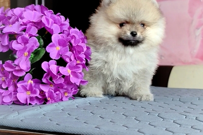 Померанский шпиц, щенки. Мини мишки