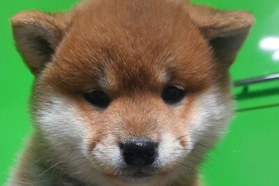 Щенки Сиба ину. Питомник.