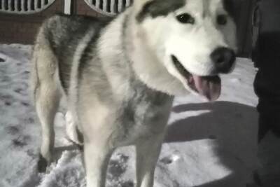 Отдам хаски в хорошие руки
