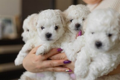 Щенки породы бишон-фризе.