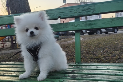 Белый померанский шпиц.