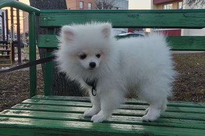 Померанский шпиц.