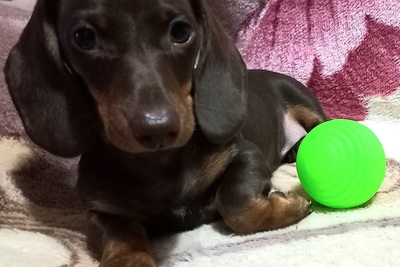 Таксы мини, мальчики с родословными