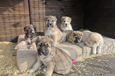 Щенки САО АЛАБАИ